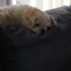 Meet your Posher, Denise